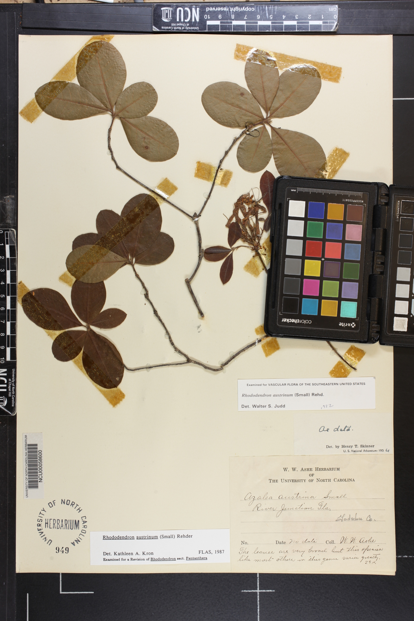 Rhododendron austrinum image