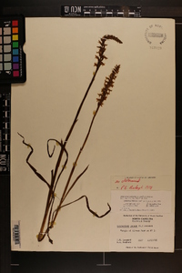 Spiranthes cernua image