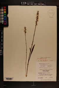 Spiranthes cernua image