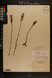 Spiranthes cernua image