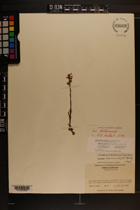 Spiranthes cernua image