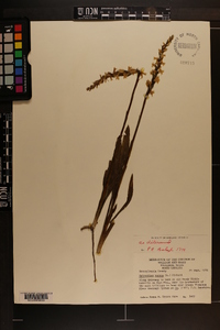 Spiranthes cernua image