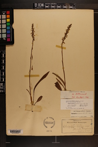 Spiranthes cernua image