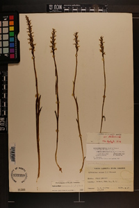 Spiranthes cernua image