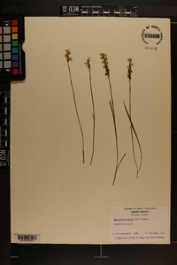 Spiranthes cernua image