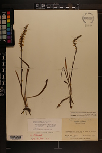 Spiranthes cernua image