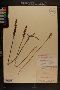 Spiranthes cernua image