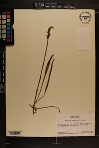 Spiranthes cernua image