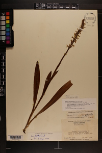 Spiranthes odorata image