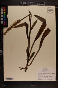 Spiranthes cernua image