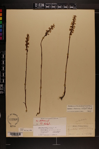 Spiranthes cernua image