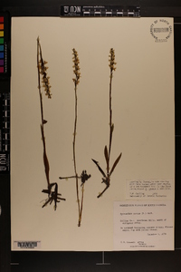 Spiranthes cernua image