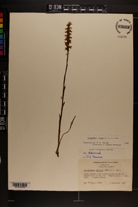 Spiranthes cernua image