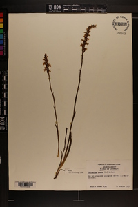 Spiranthes cernua image