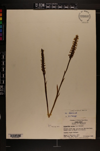 Spiranthes cernua image