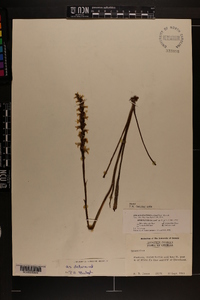 Spiranthes cernua image