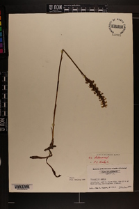 Spiranthes cernua image