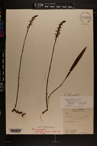 Spiranthes cernua image