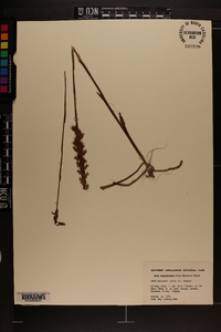 Spiranthes cernua image