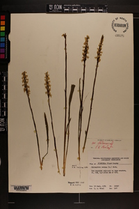 Spiranthes cernua image