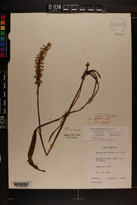 Spiranthes cernua image