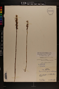 Spiranthes cernua image