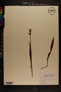 Spiranthes cernua image