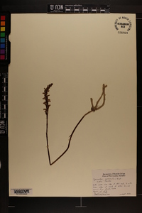 Spiranthes cernua image