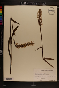 Spiranthes cernua image