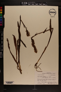 Spiranthes cernua image