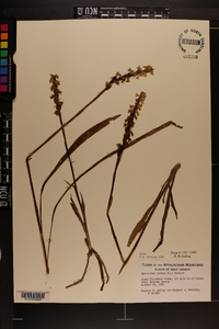 Spiranthes cernua image