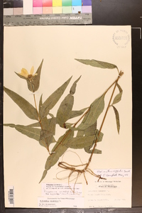 Helianthus strumosus image