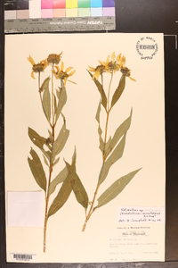 Helianthus resinosus image