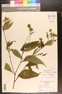 Helianthus decapetalus image