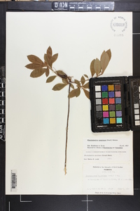 Rhododendron austrinum image