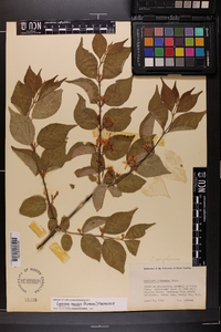 Lonicera maackii image