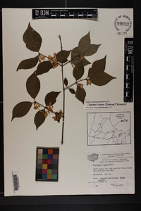 Lonicera maackii image