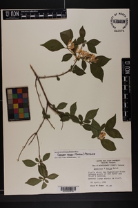 Lonicera maackii image