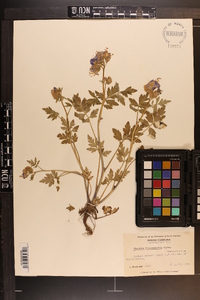 Phacelia bipinnatifida image