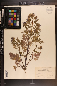 Phacelia bipinnatifida image