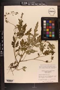 Phacelia bipinnatifida image