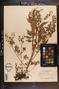 Phacelia bipinnatifida image