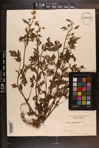 Phacelia bipinnatifida image