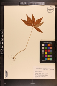 Trientalis borealis image