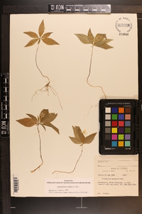 Trientalis borealis image