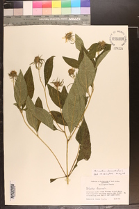 Helianthus decapetalus image