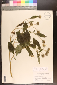 Helianthus decapetalus image