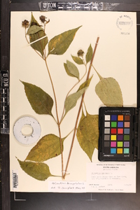 Helianthus decapetalus image