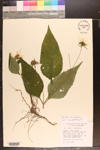 Helianthus decapetalus image