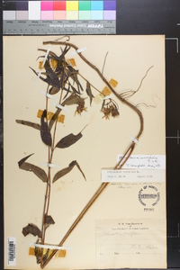 Helianthus microcephalus image